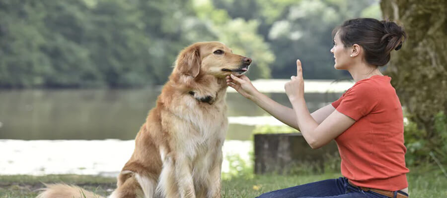 Training a Senior Dog: What You Should Know